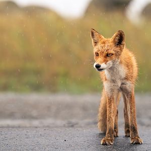 Ezo Red Fox ~ Notsuke Peninsula, Hokkaido