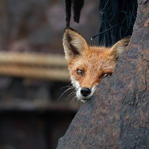 Ezo Red Fox ~ Notsuke Peninsula, Hokkaido