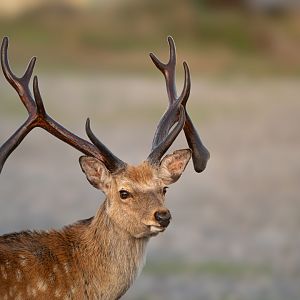 Ezo Deer ~ Notsuke Peninsula, Hokkaido