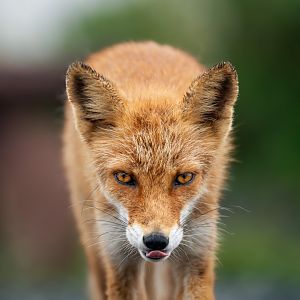 Ezo Red Fox ~ Notsuke Peninsula, Hokkaido