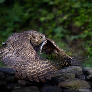 Blakiston's Fish Owl ~ Rausu, Hokkaido