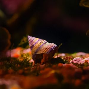 Jeweled Top Snail