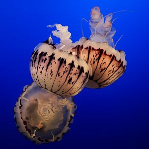 Purple Striped Sea Nettles