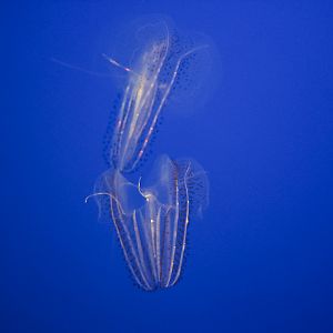 Spotted Comb Jellies