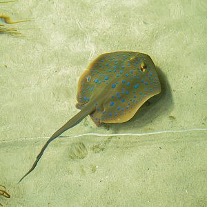 Bluespotted Ribbontail Ray