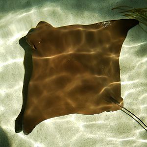 Javanese Cownose/ Flapnose Ray