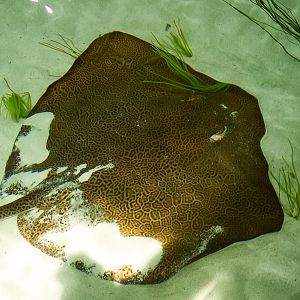 Fine-spotted Leopard Whipray