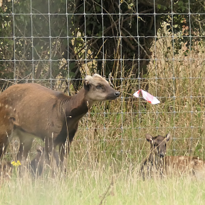 Visayan spotted deer