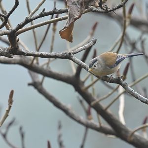 Blue-winged Minla Actinodura cyanouroptera