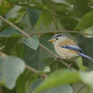 Blue-winged Minla Actinodura cyanouroptera