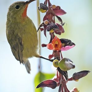 Green-tailed Sunbird Aethopyga nipalensis