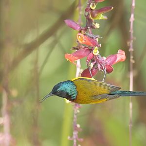 Green-tailed Sunbird Aethopyga nipalensis