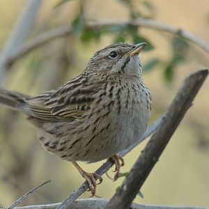 Upland Pipit Anthus sylvanus