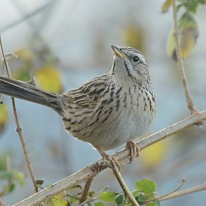 Upland Pipit Anthus sylvanus