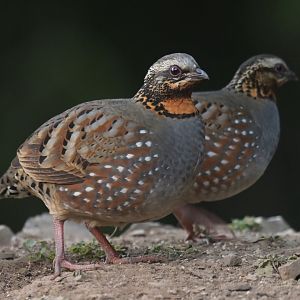 Rufous-throated Partridge Arborophila rufogularis