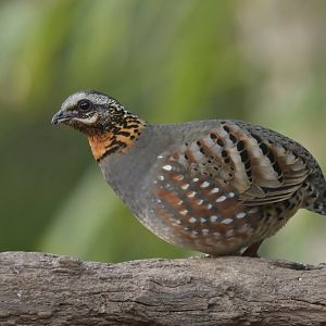 Rufous-throated Partridge Arborophila rufogularis