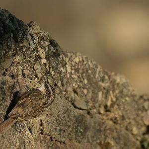 Bar-tailed Tree-Creeper Certhia himalayana