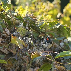 Himalyan rubythroat Calliope pectoralis