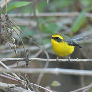 Yellow-bellied Fantail Chelidorhynx hypoxanthus