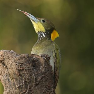 Greater Yellownape Chrysophlegma flavinucha