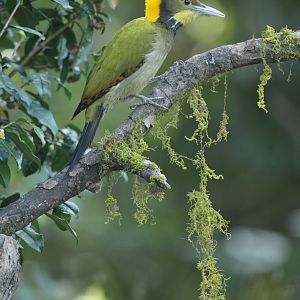 Greater Yellownape Chrysophlegma flavinucha