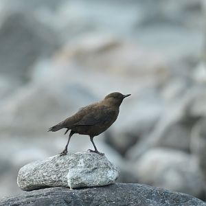 Pallas dipper Conclus pallasi