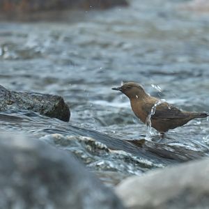 Pallas dipper Conclus pallasi