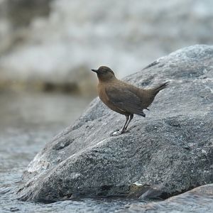 Pallas dipper Conclus pallasi