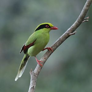 Green Magpie Cissa chinensis