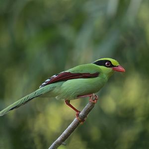 Green Magpie Cissa chinensis