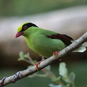 Green Magpie Cissa chinensis