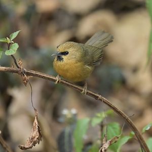 Black-chinned Babbler Cyanoderma pyrrhops