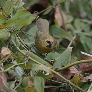 Black-chinned Babbler Cyanoderma pyrrhops