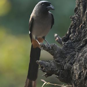 Grey treepie Dendrocitta formosae