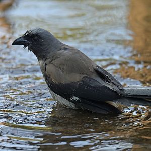 Grey treepie Dendrocitta formosae