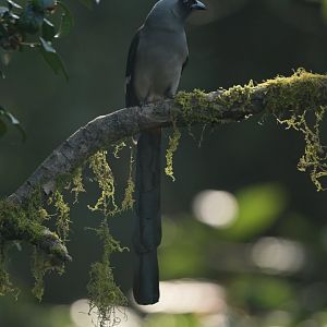 Grey treepie Dendrocitta formosae
