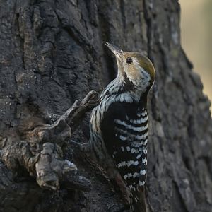 Brown-fronted Woodpecker Dendrocoptes auriceps