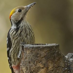 Brown-fronted Woodpecker Dendrocoptes auriceps