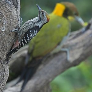 Brown-fronted Woodpecker Dendrocoptes auriceps