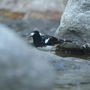 Spotted Forktail Enicurus maculatus