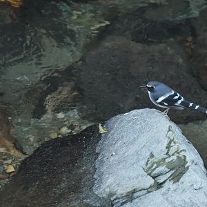 Slaty-backed Forktail Enicurus schistaceus