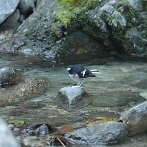 Little Forktail Enicurus scouleri