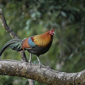Rd junglefowl Gallus gallus