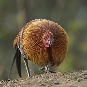 Rd junglefowl Gallus gallus