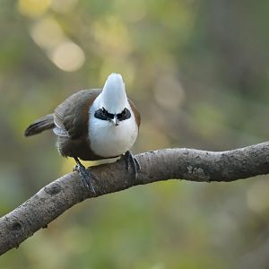 White-crested Laughingthrush Garrulax leucolophus