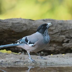 Black-headed Jay Garrulus lanceolatus