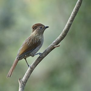 Striated Laughingthrush Grammatoptila striata