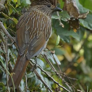 Striated Laughingthrush Grammatoptila striata
