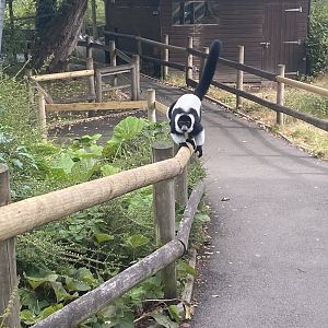 Black and white ruffed lemur