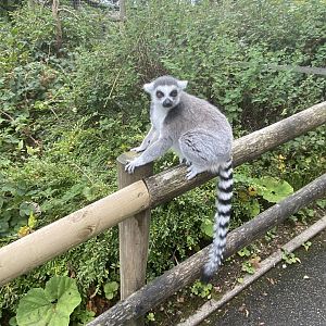 Ring tailed lemur image 1